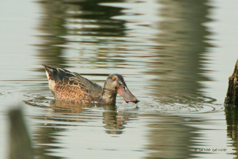 Canard souchetjuvénile