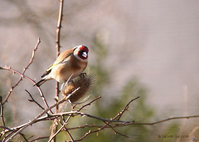 Chardonneret élégantadulte