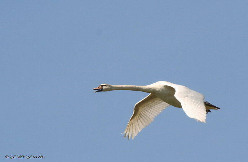 Cygne tuberculéadulte