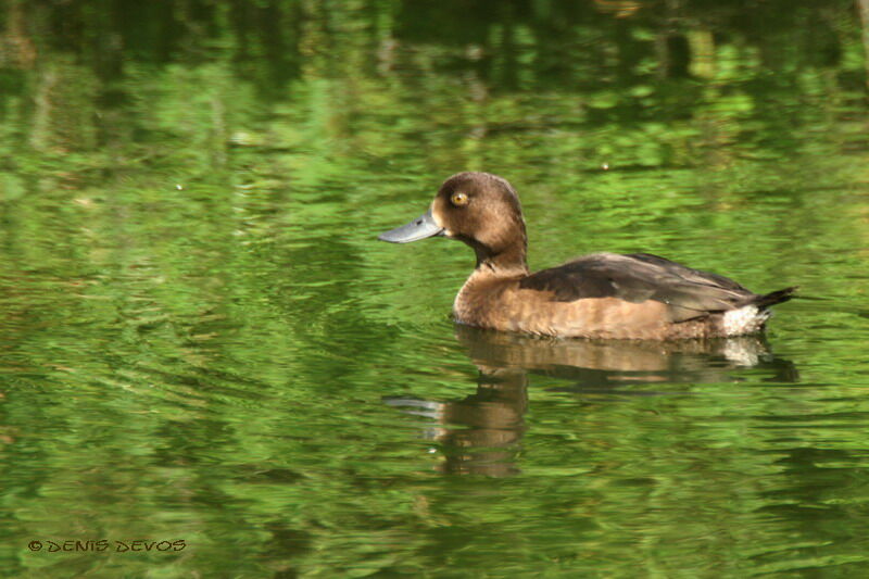 Fuligule morillonjuvénile