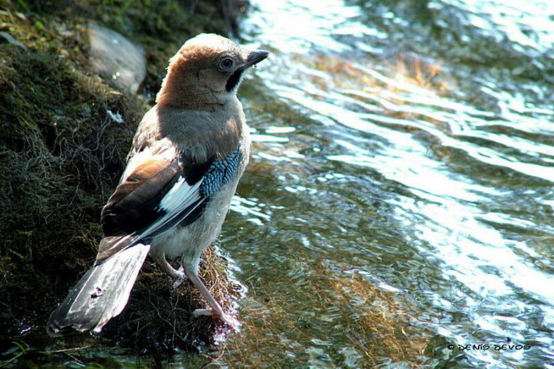 Eurasian Jayjuvenile