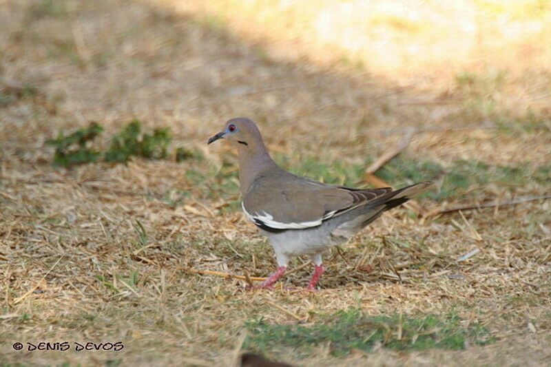 Tourterelle à ailes blanches femelle