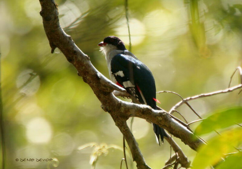 Cuban Trogon