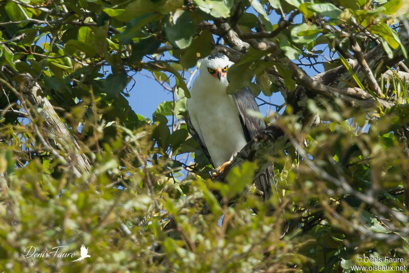 Black-and-white Hawk-Eagleadult, Flight