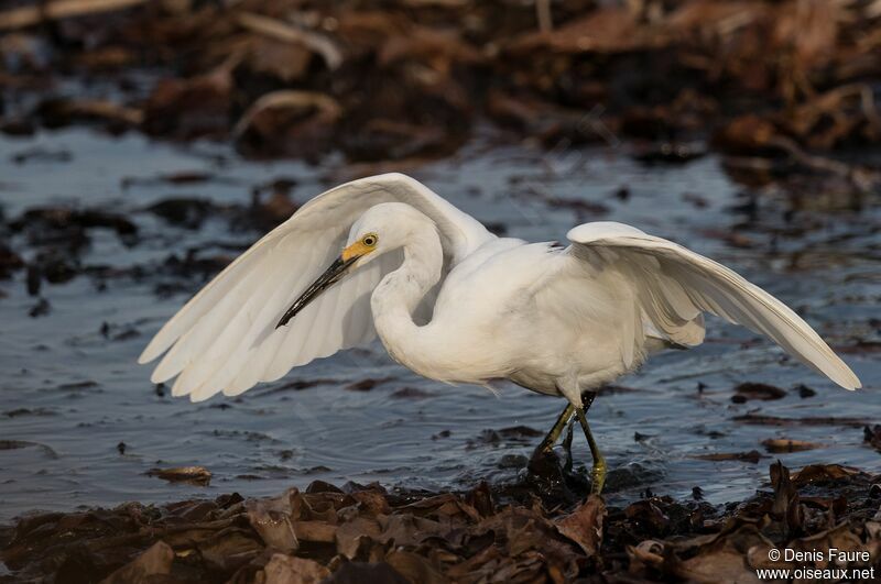 Snowy Egret