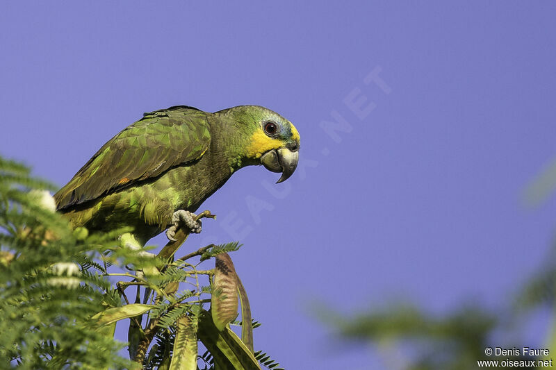 Orange-winged Amazonadult