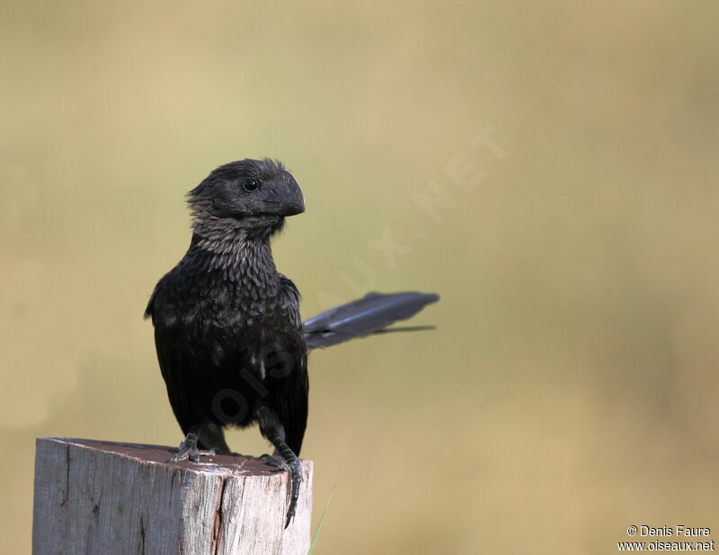 Smooth-billed Ani