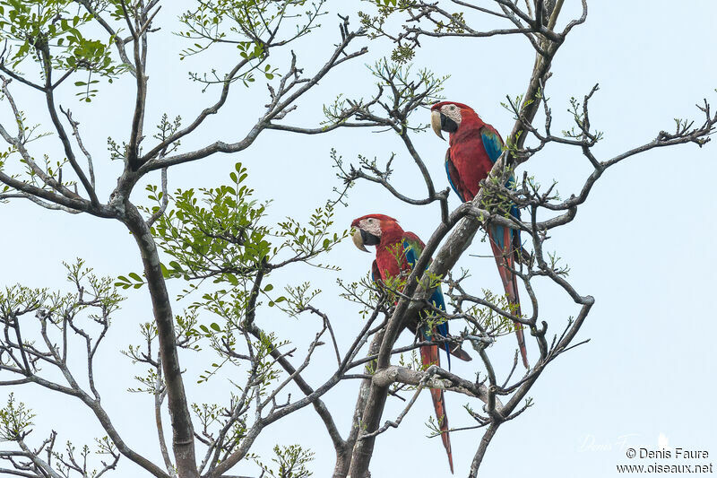 Red-and-green Macawadult