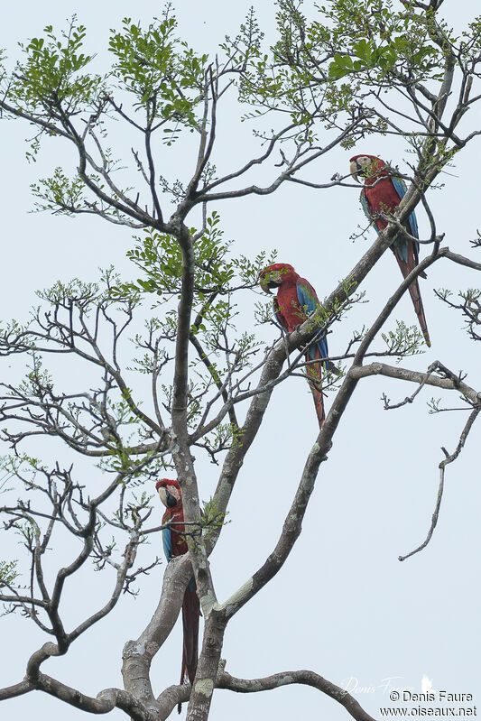 Red-and-green Macawadult