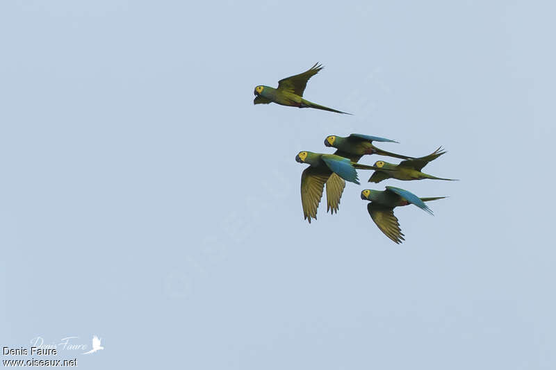 Red-bellied Macawadult, Flight