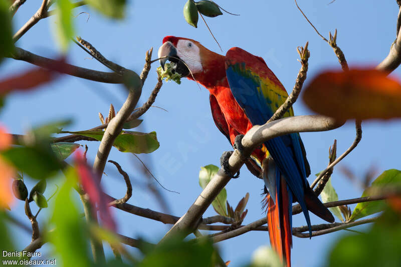 Scarlet Macawadult, habitat, eats