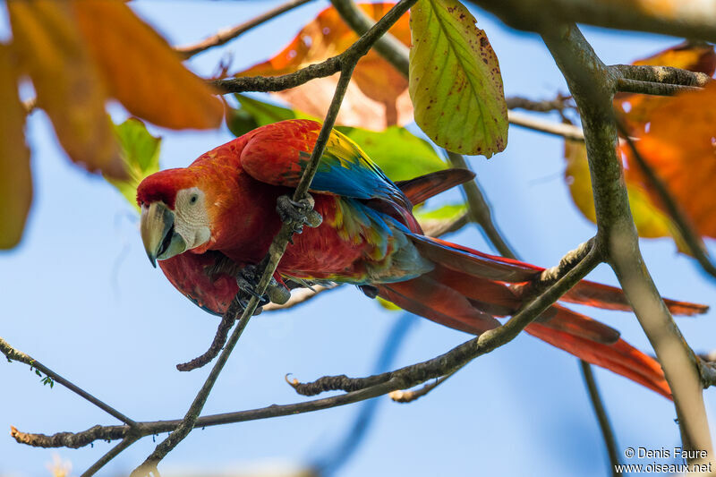 Scarlet Macaw