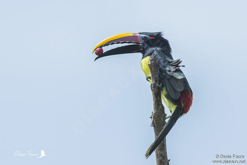 Green Aracari