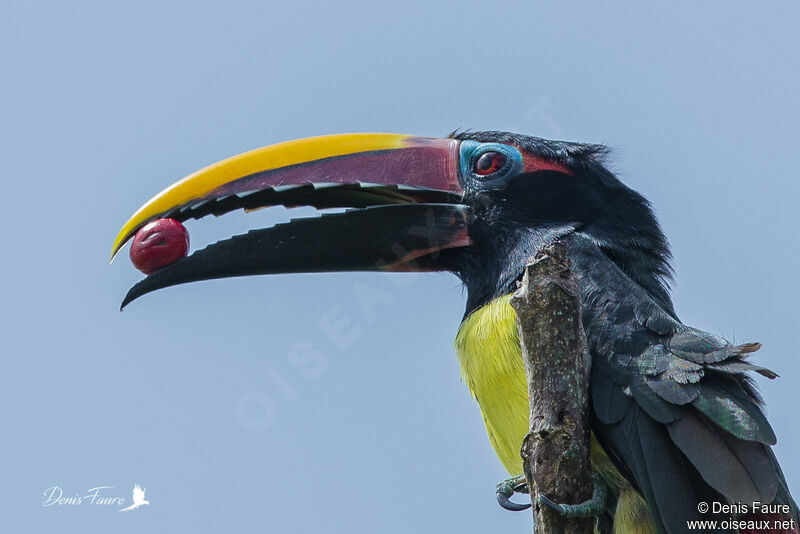 Green Aracari, close-up portrait, eats