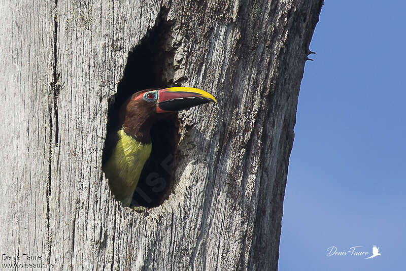 Green Aracari female adult, Reproduction-nesting