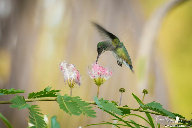 Plain-bellied Emerald female adult, eats