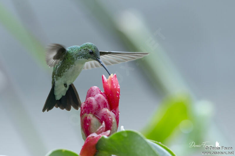 Plain-bellied Emeraldadult, Flight, eats