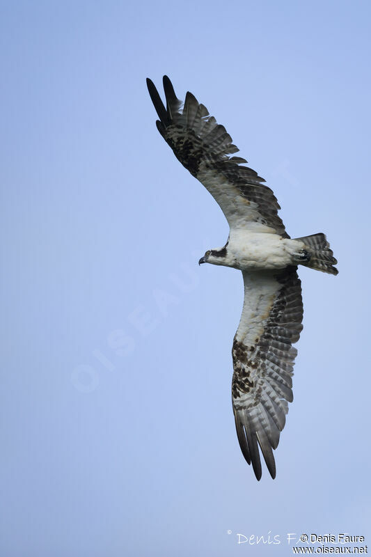 Ospreyadult, Flight, fishing/hunting