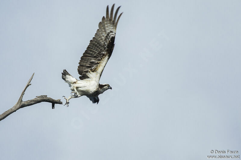 Ospreyadult, Flight