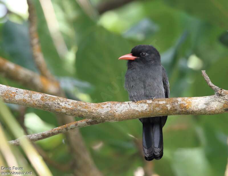 Barbacou noiradulte, identification