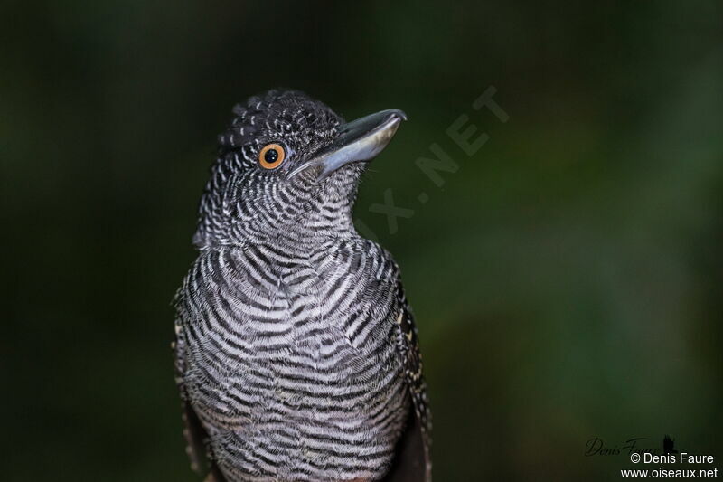 Fasciated Antshrike