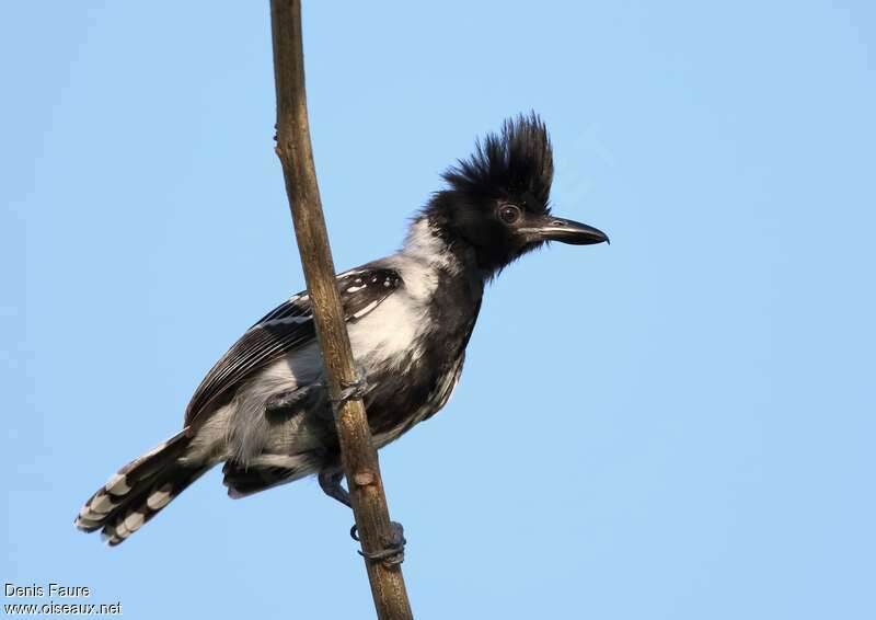 Black-crested Antshrike male adult, pigmentation, Behaviour