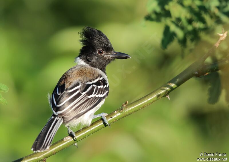 Black-crested Antshrike male