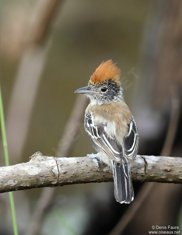 Black-crested Antshrike female