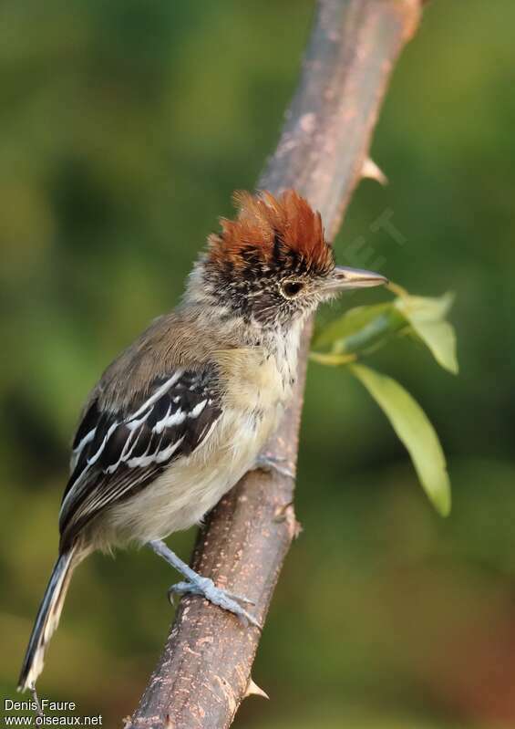 Black-crested Antshrike female adult, identification