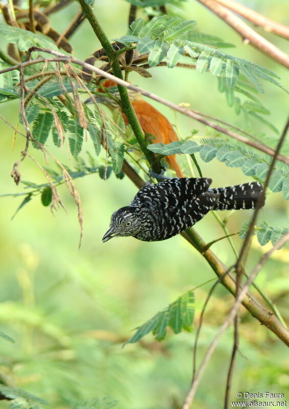 Barred Antshrikeadult