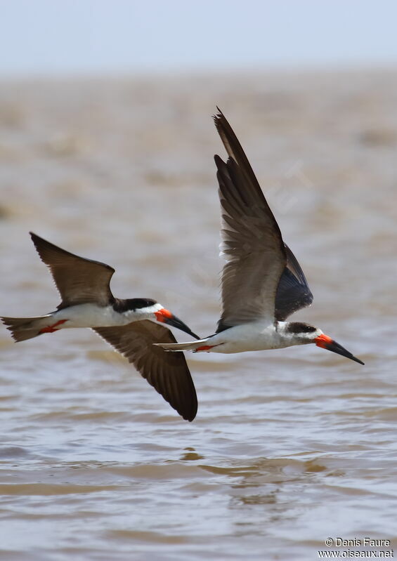 Black Skimmer