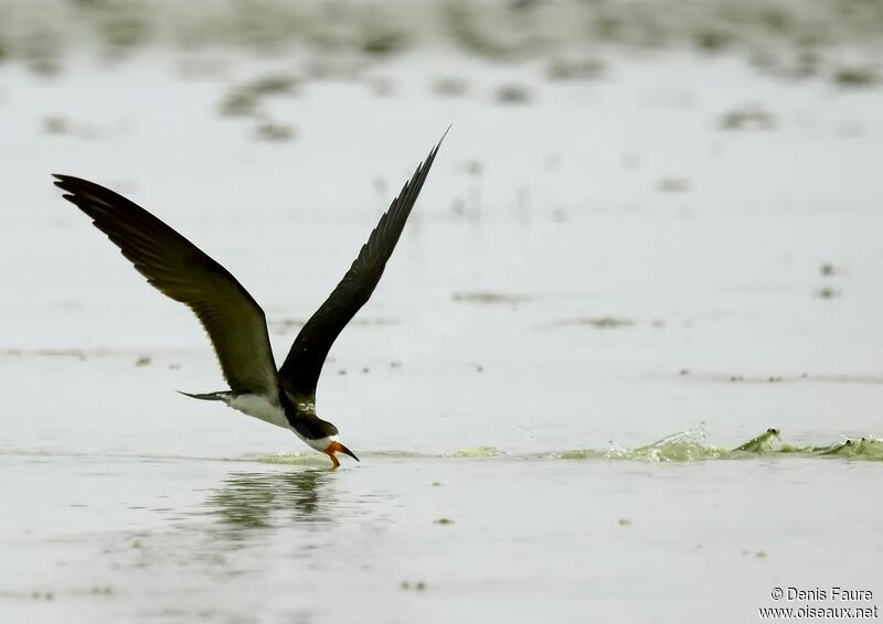 Black Skimmer