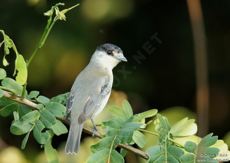 Cinereous Becard male adult