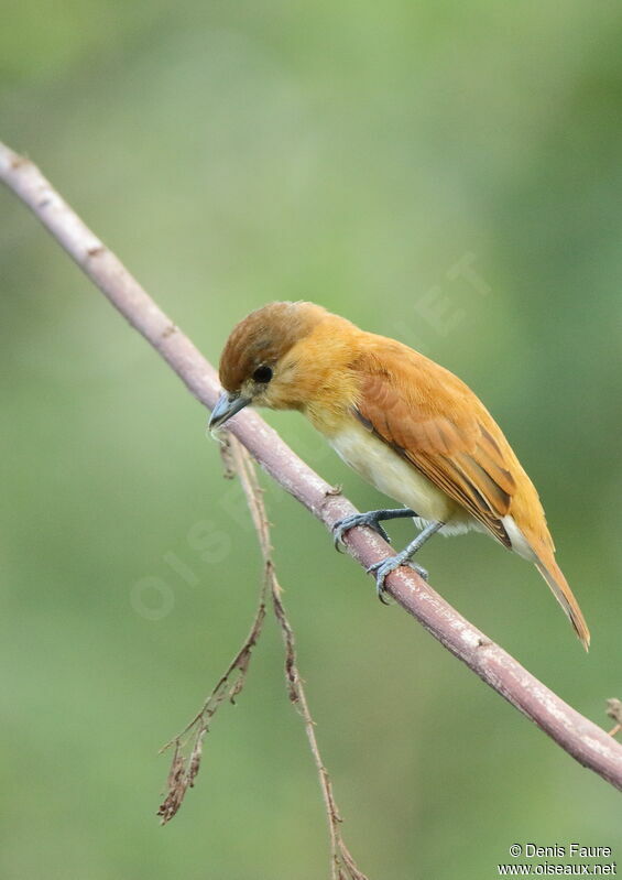 Cinereous Becard female adult