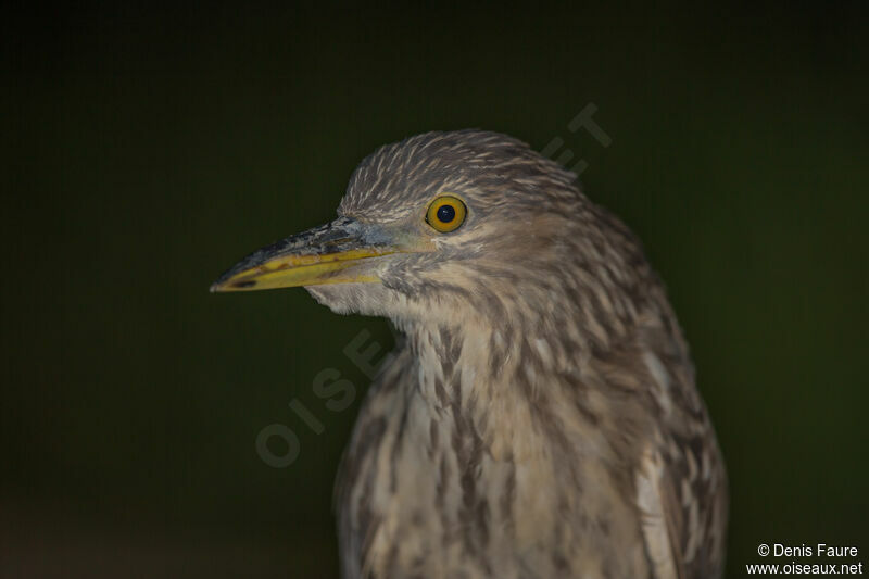 Black-crowned Night Heronjuvenile, walking, eats