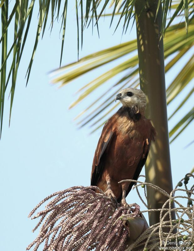 Black-collared Hawkadult