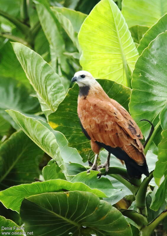 Black-collared Hawkadult, identification