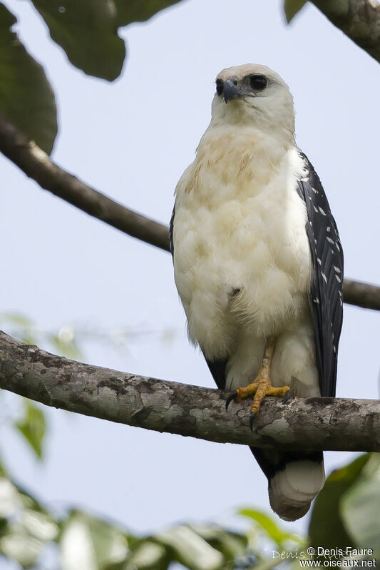 White Hawkadult