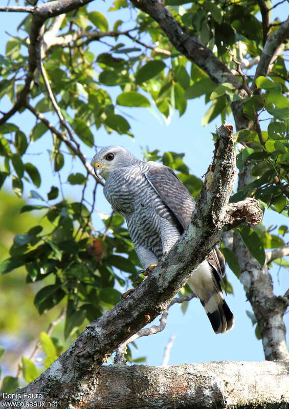 Grey-lined Hawkadult, identification