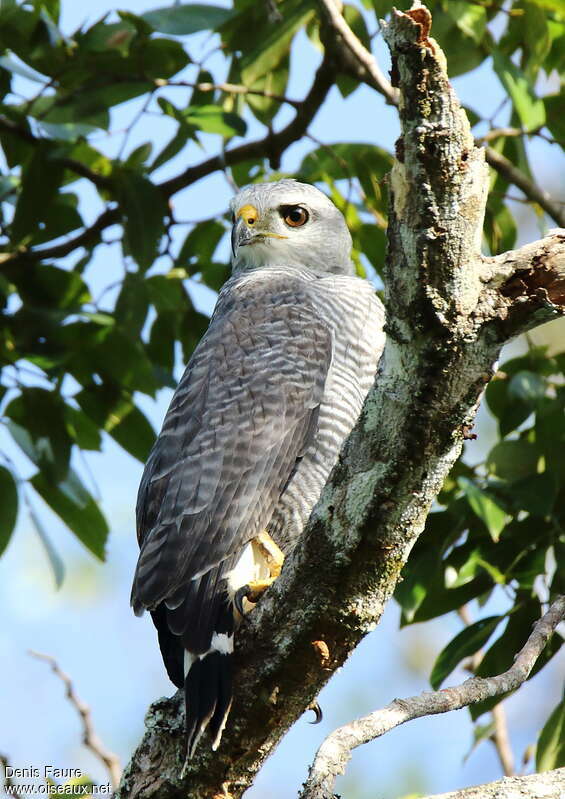 Grey-lined Hawkadult, close-up portrait