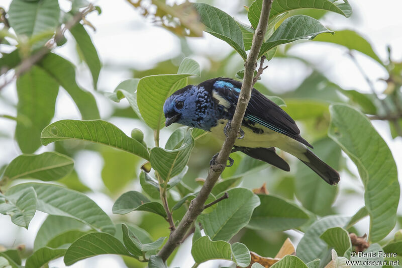 Turquoise Tanager