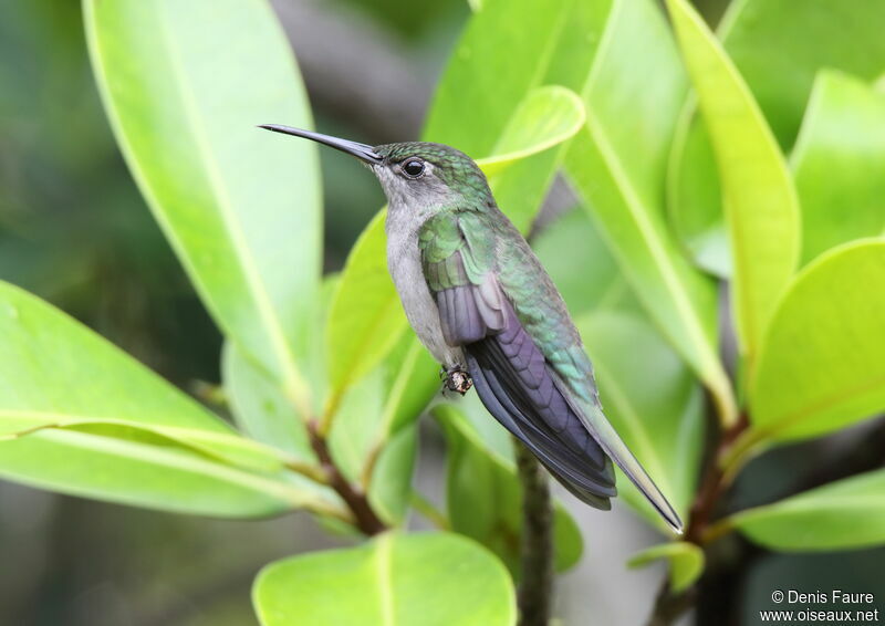 Grey-breasted Sabrewing male adult