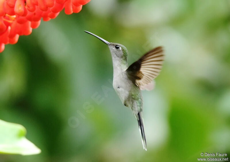 Grey-breasted Sabrewing