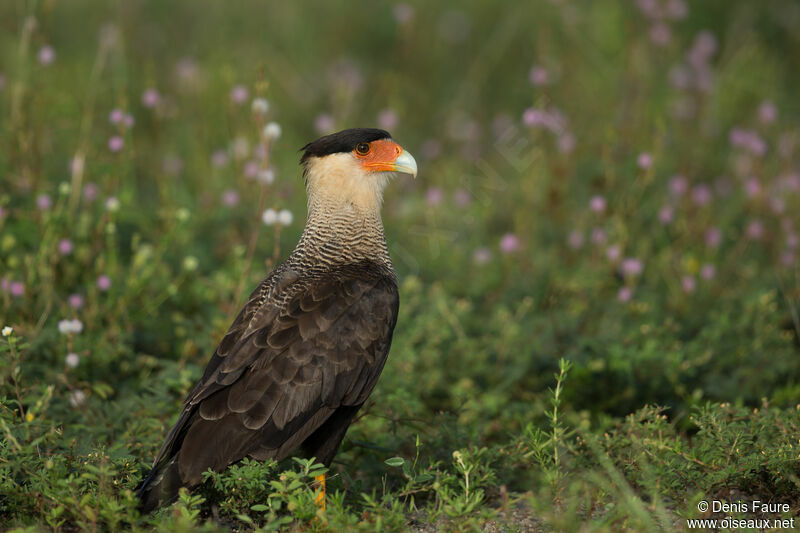 Crested Caracara (cheriway)adult