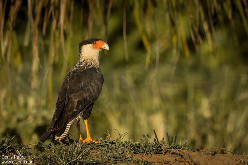 Caracara du Nordadulte, identification