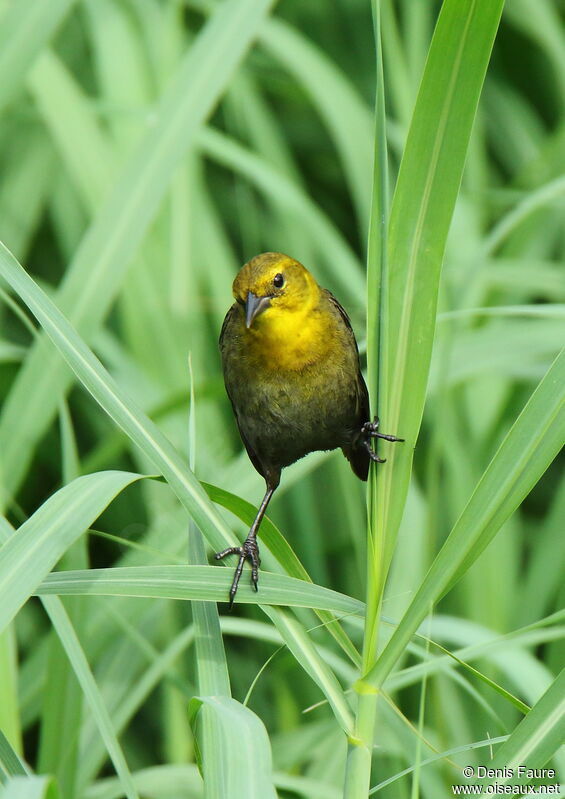 Yellow-hooded Blackbird female