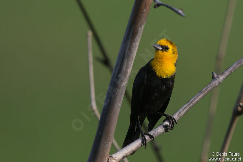 Yellow-hooded Blackbird male subadult