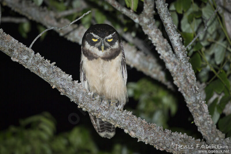 Spectacled Owladult