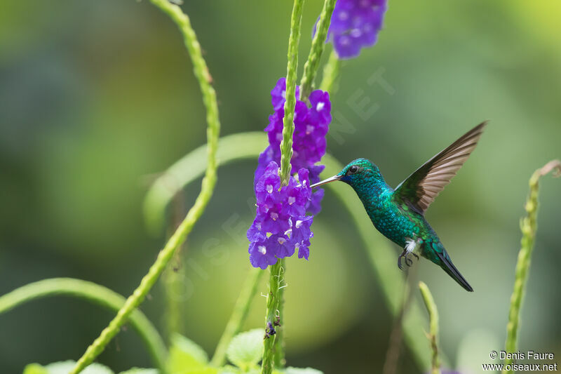 Blue-chinned Sapphire male adult