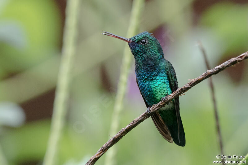 Blue-chinned Sapphire male adult